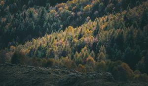 Preview wallpaper forest, coniferous, trees, hill