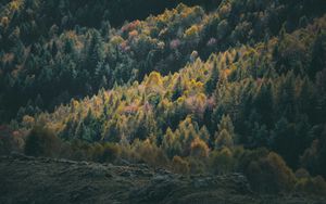 Preview wallpaper forest, coniferous, trees, hill