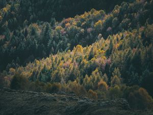 Preview wallpaper forest, coniferous, trees, hill