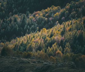 Preview wallpaper forest, coniferous, trees, hill