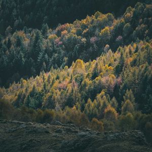 Preview wallpaper forest, coniferous, trees, hill
