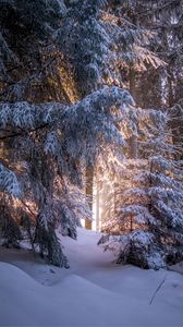 Preview wallpaper forest, coniferous, winter, trees, snow