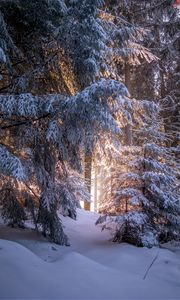 Preview wallpaper forest, coniferous, winter, trees, snow