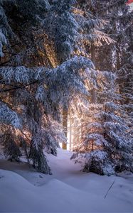 Preview wallpaper forest, coniferous, winter, trees, snow