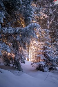 Preview wallpaper forest, coniferous, winter, trees, snow