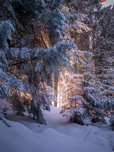 Preview wallpaper forest, coniferous, winter, trees, snow