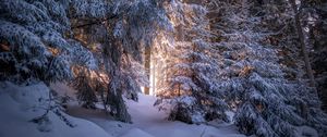 Preview wallpaper forest, coniferous, winter, trees, snow