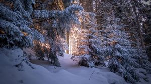 Preview wallpaper forest, coniferous, winter, trees, snow