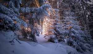 Preview wallpaper forest, coniferous, winter, trees, snow