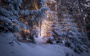 Preview wallpaper forest, coniferous, winter, trees, snow