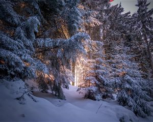 Preview wallpaper forest, coniferous, winter, trees, snow