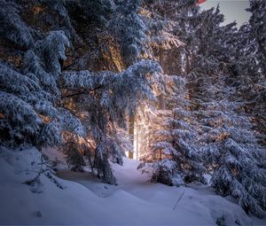 Preview wallpaper forest, coniferous, winter, trees, snow