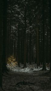 Preview wallpaper forest, dark, conifer, trees, winter