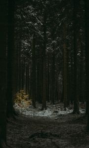 Preview wallpaper forest, dark, conifer, trees, winter