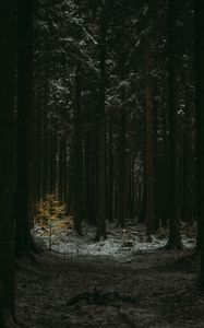 Preview wallpaper forest, dark, conifer, trees, winter