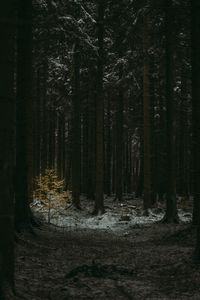 Preview wallpaper forest, dark, conifer, trees, winter