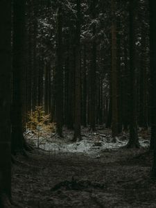 Preview wallpaper forest, dark, conifer, trees, winter