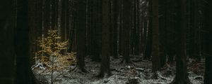 Preview wallpaper forest, dark, conifer, trees, winter