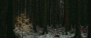 Preview wallpaper forest, dark, conifer, trees, winter