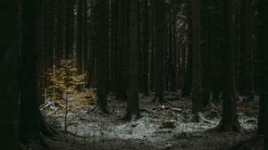 Preview wallpaper forest, dark, conifer, trees, winter