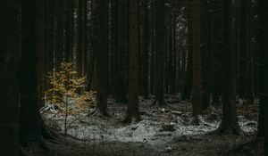 Preview wallpaper forest, dark, conifer, trees, winter