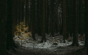 Preview wallpaper forest, dark, conifer, trees, winter