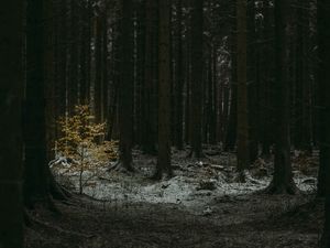 Preview wallpaper forest, dark, conifer, trees, winter