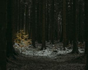 Preview wallpaper forest, dark, conifer, trees, winter