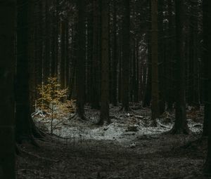 Preview wallpaper forest, dark, conifer, trees, winter