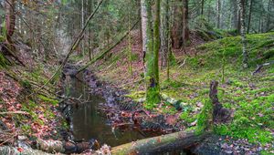 Preview wallpaper forest, ditch, trees, landscape