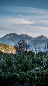 Preview wallpaper forest, driftwood, mountains, sky