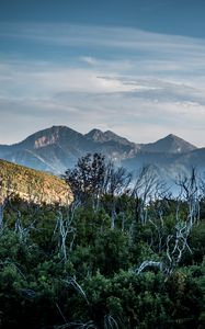 Preview wallpaper forest, driftwood, mountains, sky