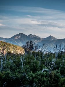 Preview wallpaper forest, driftwood, mountains, sky