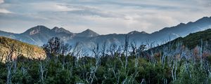 Preview wallpaper forest, driftwood, mountains, sky