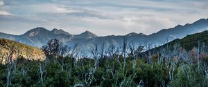 Preview wallpaper forest, driftwood, mountains, sky