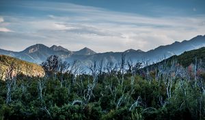 Preview wallpaper forest, driftwood, mountains, sky