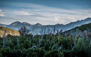 Preview wallpaper forest, driftwood, mountains, sky