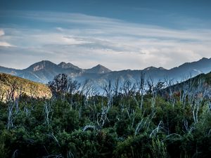 Preview wallpaper forest, driftwood, mountains, sky