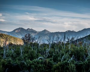 Preview wallpaper forest, driftwood, mountains, sky