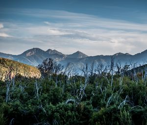 Preview wallpaper forest, driftwood, mountains, sky