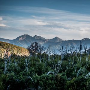 Preview wallpaper forest, driftwood, mountains, sky