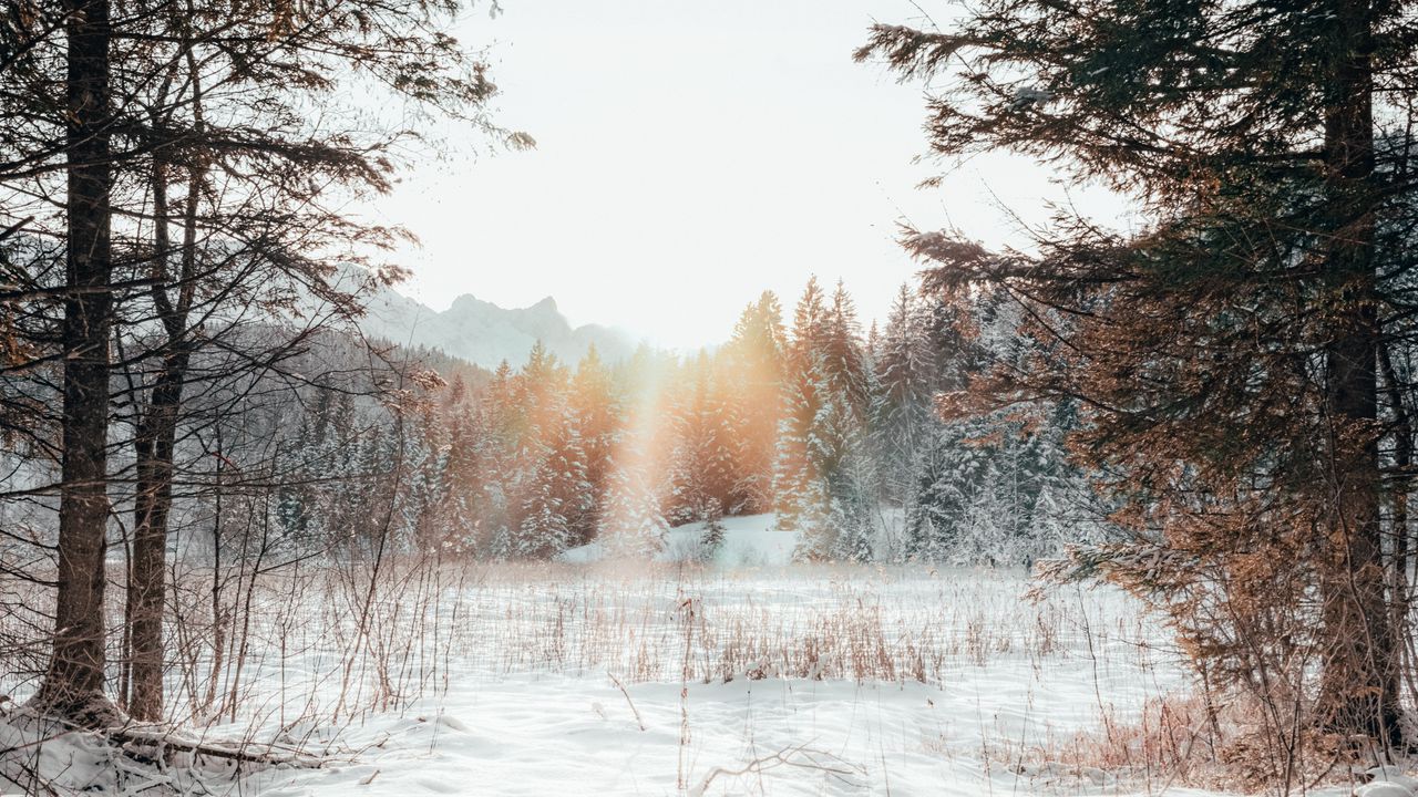 Wallpaper forest, edge, snow, sunlight, winter, landscape