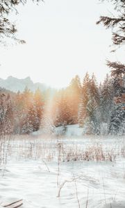 Preview wallpaper forest, edge, snow, sunlight, winter, landscape