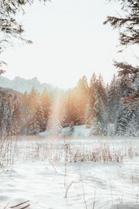 Preview wallpaper forest, edge, snow, sunlight, winter, landscape