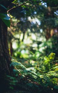 Preview wallpaper forest, fern, trees, grass