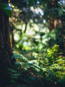 Preview wallpaper forest, fern, trees, grass