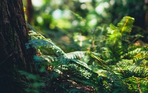 Preview wallpaper forest, fern, trees, grass