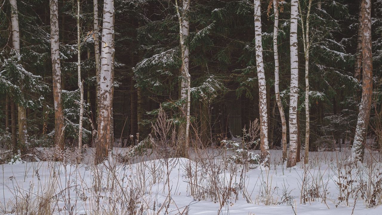 Wallpaper forest, field, snow, trees, winter