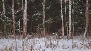 Preview wallpaper forest, field, snow, trees, winter