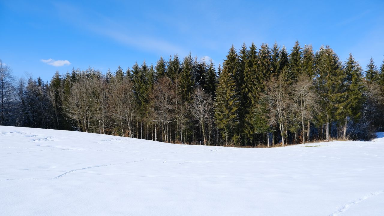 Wallpaper forest, field, snow, trees, nature, winter